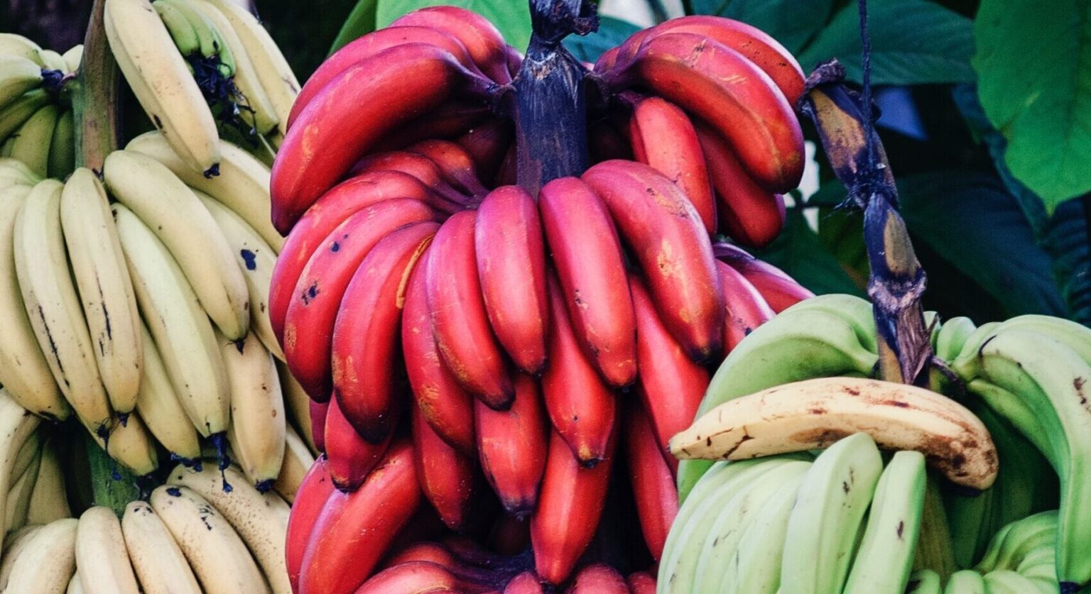 7-ultimate-red-banana-benefits-in-our-daily-routine